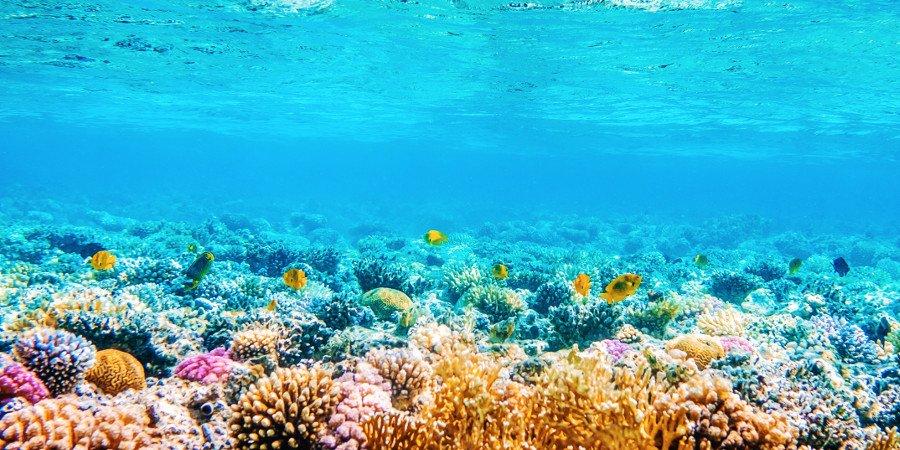 I giardini di corallo delle Maldive